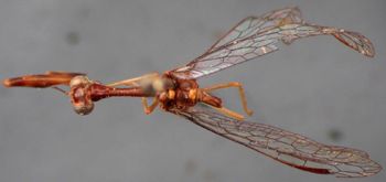 Media type: image; Entomology 10758   Aspect: habitus dorsal view